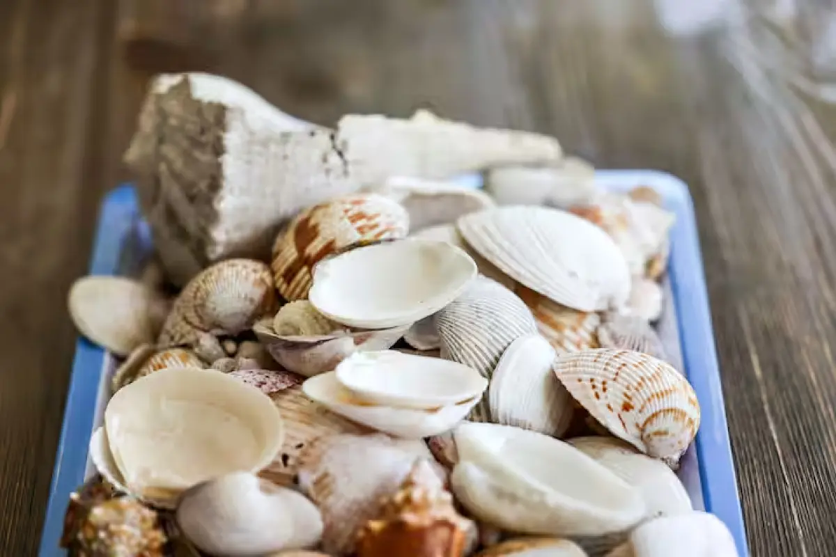 Seashell decor bowl